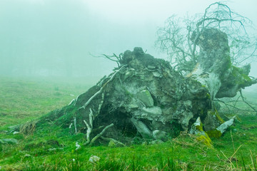 a foggy day in the forest of Belaustegui, on Mount Gorbea