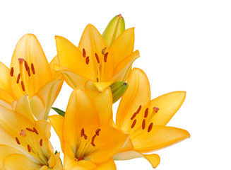 Obraz premium lilies on a white background