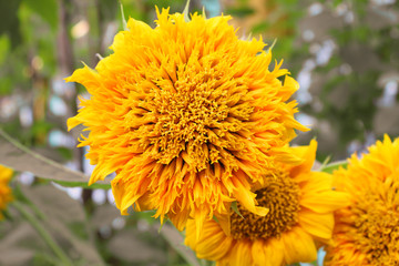 Blooming flowers sunflowers. Close-up. Background. Scenery.