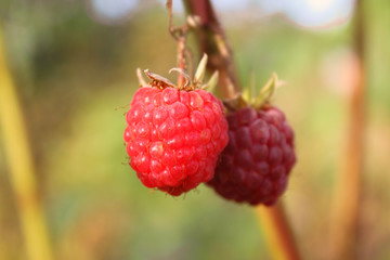 Fresh ripe raspberries on a branch. Close-up. Background.