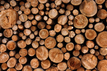 Holz