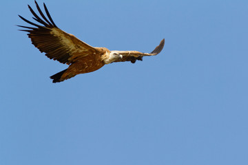 The griffon vulture on Cres island