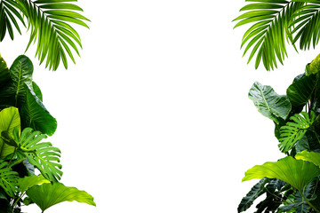  plant isolated frame include clipping path on white background