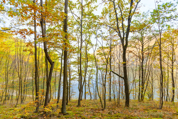 Fototapeta na wymiar Autumn forest near the river