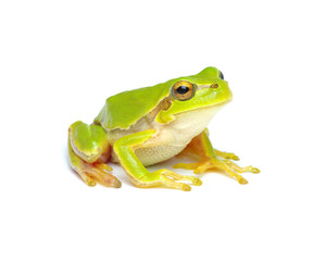 Green tree frog isolated on white