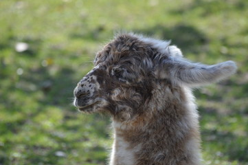 A baby llama at the farm