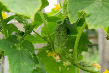 young green fresh juicy cucumber grows in the garden