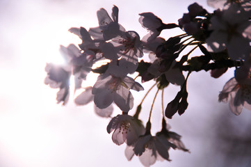 cherry blossoms silhouetted  against sky , taken in Tokyo,Japan