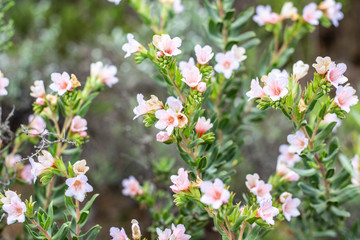 Pink Flower Bush Fynbos