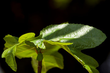 fig tree leaves fullsun close up