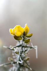Frosted gorse with yellow winter flowers