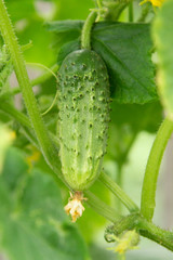 young green fresh juicy cucumber grows in the garden
