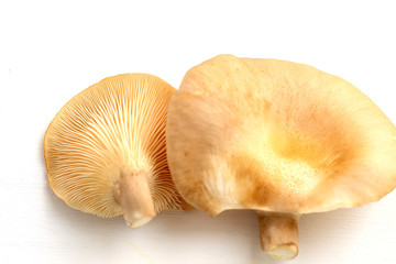 Pleurotus ostreatus(FR) guel isolated on white background ,abalone mushroom