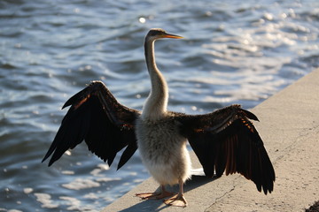 Cormorant drying  its wings