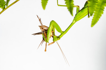 The mantis under the leaf on the white background