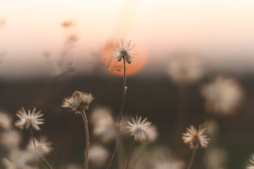 Fototapeta na wymiar white grass flower on sunset background in summer 