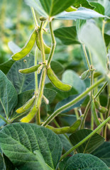 Edamame soybean plantation.