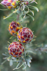 Protea Flower in Nature Cape Town