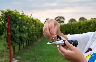 Measure grape beans in vineyards. Woman farmer measure grape sugar level