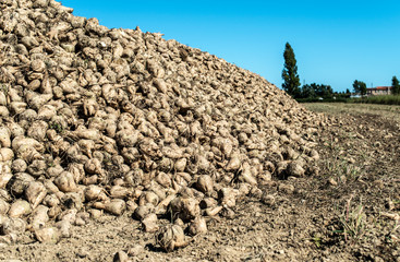 Heap sugar beet in farm.