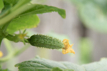 young green fresh juicy cucumber grows in the garden