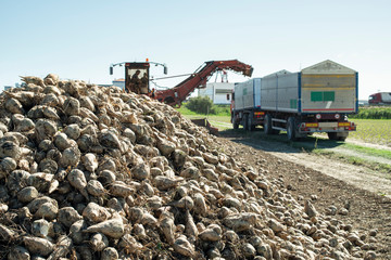 Machine harvest sugar beet.
