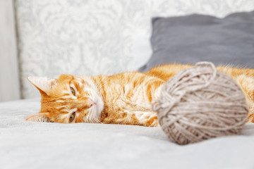 Orange cat playing with a ball of yarn lying on the bed. Shallow focus, blurred background.