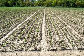 Fototapeta na wymiar Sugar beet plantation in a row.