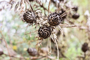 Dried Protea Cones Flower
