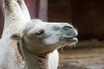 portrait of a white camel in zoo