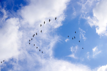 Large group of gray geese flies high in the sky between snowy clouds and deep blue skies in Reeuwijk. Photo taken from below.