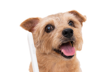 Norfolk Terrier dog talking on smart phone isolated on white background