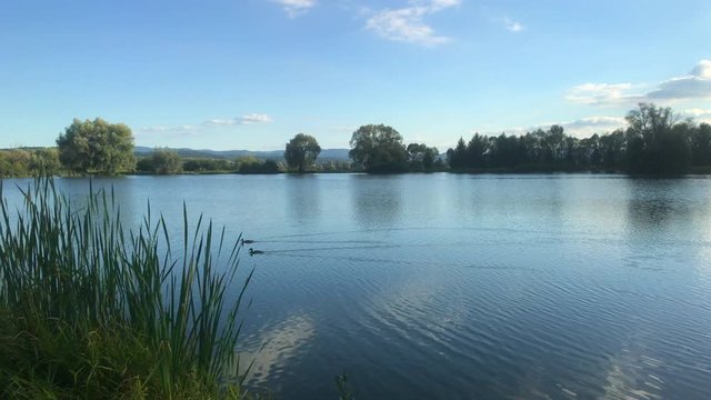 Beautiful fish pond near Badin, Banska Bystrica, Slovakia. Fishing place. Shining sun over the fish pond in summer day. Duck floating on water.