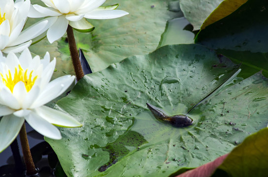 Kiemenatmung Bilder Durchsuchen 974 Archivfotos, und