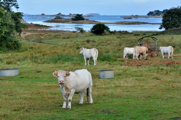 Troupeau de vache dans un champ au bord de la mer