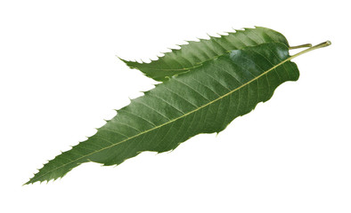 Esskastanienblätter