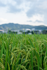 田園風景