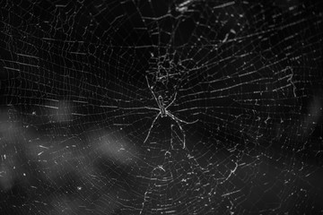 蜘蛛の巣
