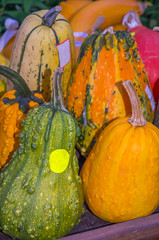 Gourds (squash) with an empty price label that is offered for sale en route