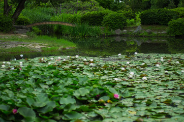 Obraz na płótnie Canvas 睡蓮の咲く池