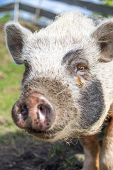 Fototapeta premium Close up of a Gottinger pig with sand on its muzzle.