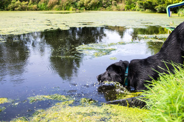 Black dog takes a refreshing dip in the water to get the ball.