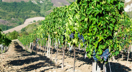 Fototapeta na wymiar Vine valley, vineyards in rows on hill in Italy.