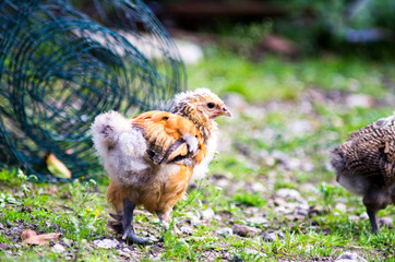 Chick walks freely on a farm and looks back at the camera