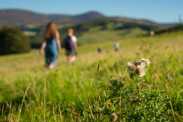 Thistle in the Foreground As Girls Walk in the Hills in Scotland on a Sunny Day
