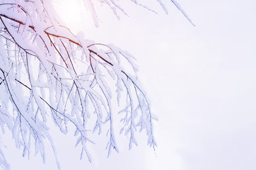 Winter snowy branches in on a white background on a sunny day. Banner with winter forest trees. Creative background with beautiful processing, copy space.