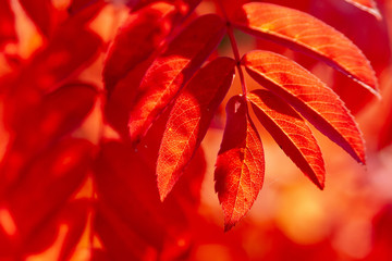 Reddened Rowan leaves, lit by the sun behind. The natural background is orange.