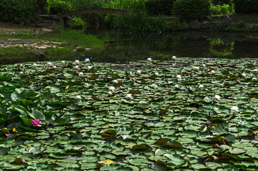 Obraz na płótnie Canvas 睡蓮の咲く池