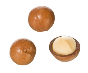 Macadamia