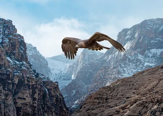 Fotobehang Steenarend (Aquila chrysaetos) tijdens de vlucht over besneeuwde bergen... Sommige inheemse volkeren geloven dat de adelaar je dromen naar de hemel kan brengen © Jim